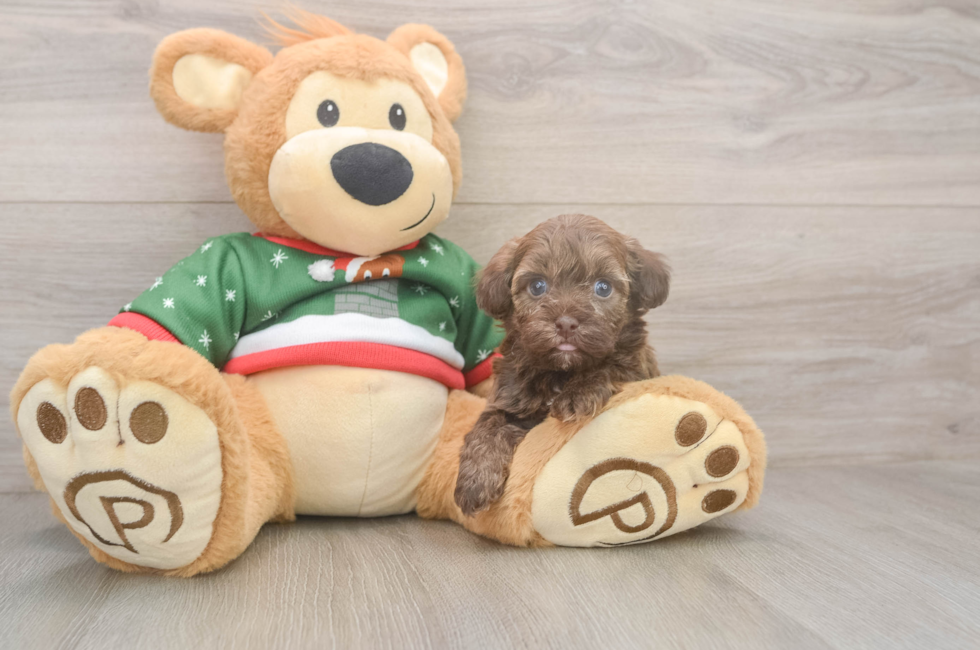 5 week old Havapoo Puppy For Sale - Seaside Pups