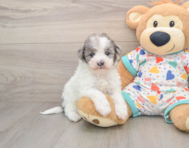 7 week old Havapoo Puppy For Sale - Seaside Pups