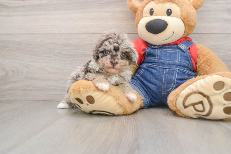 Havapoo Puppy for Adoption