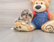 8 week old Havapoo Puppy For Sale - Seaside Pups