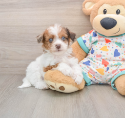 8 week old Havapoo Puppy For Sale - Seaside Pups