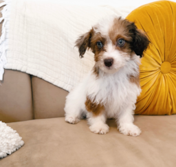 10 week old Havapoo Puppy For Sale - Seaside Pups