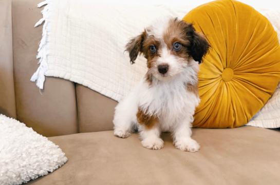 Cute Havapoo Poodle Mix Pup