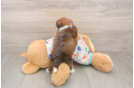 Little Havadoodle Poodle Mix Puppy