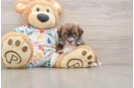 Energetic Havadoodle Poodle Mix Puppy