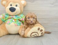 8 week old Havapoo Puppy For Sale - Seaside Pups