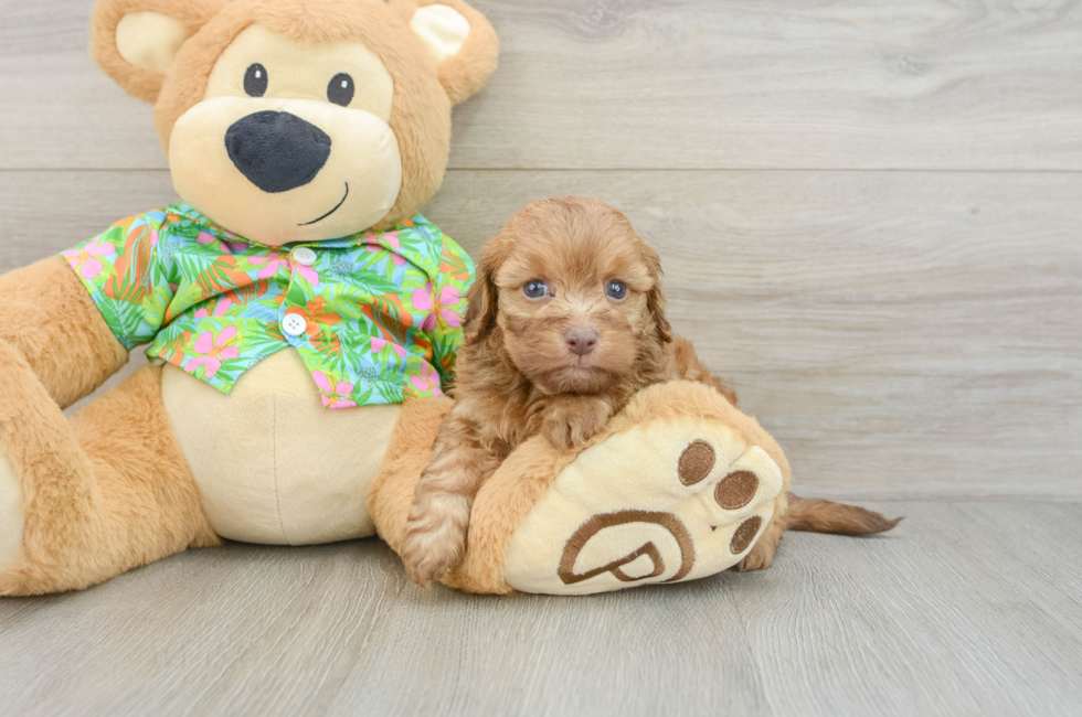 5 week old Havapoo Puppy For Sale - Seaside Pups