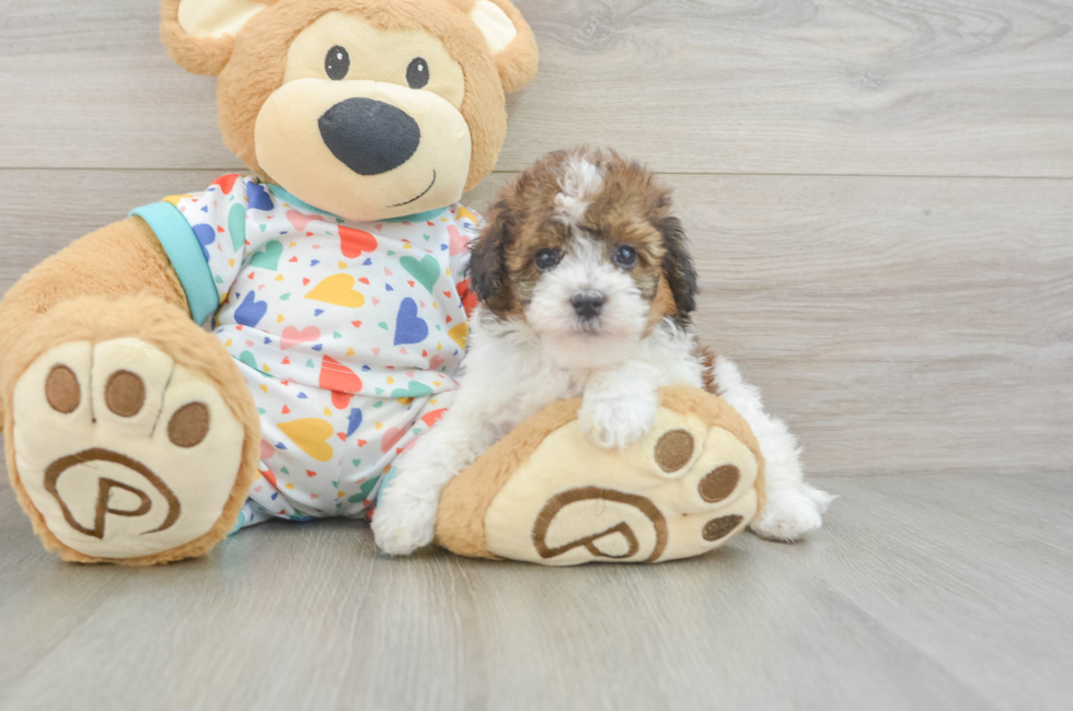 6 week old Havapoo Puppy For Sale - Seaside Pups