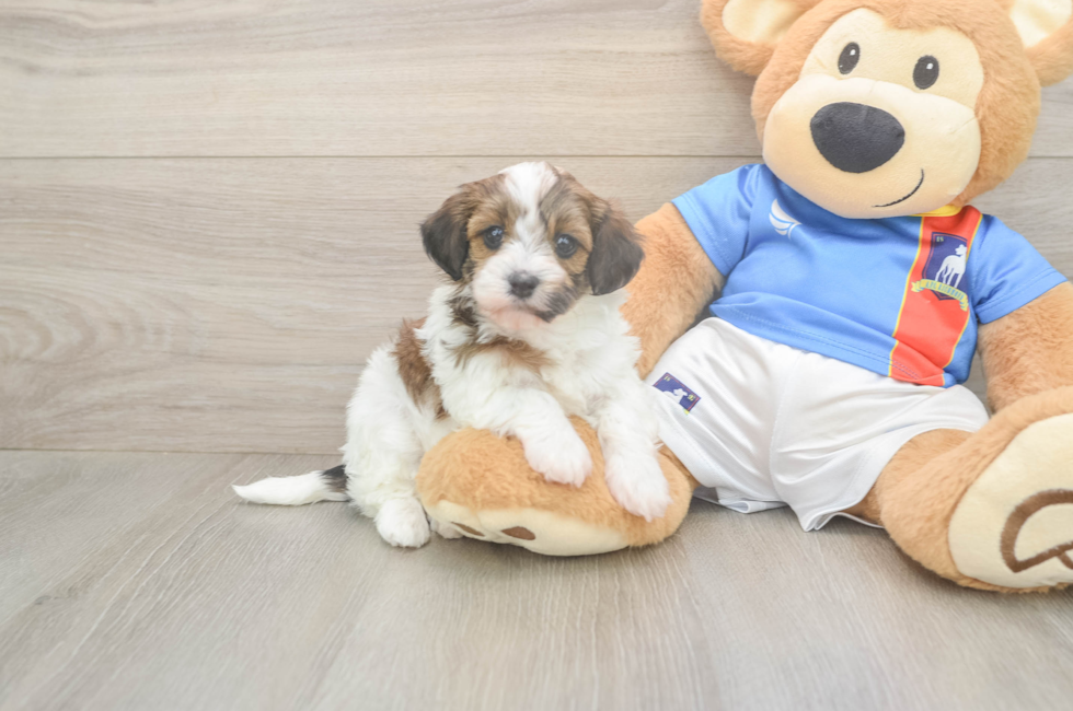5 week old Havapoo Puppy For Sale - Seaside Pups