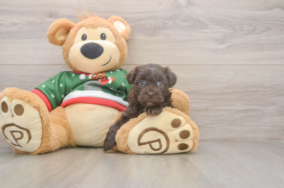 5 week old Havapoo Puppy For Sale - Seaside Pups