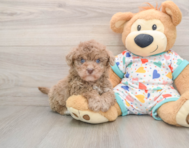 7 week old Havapoo Puppy For Sale - Seaside Pups