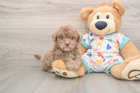 Havapoo Pup Being Cute