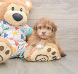 8 week old Havapoo Puppy For Sale - Seaside Pups