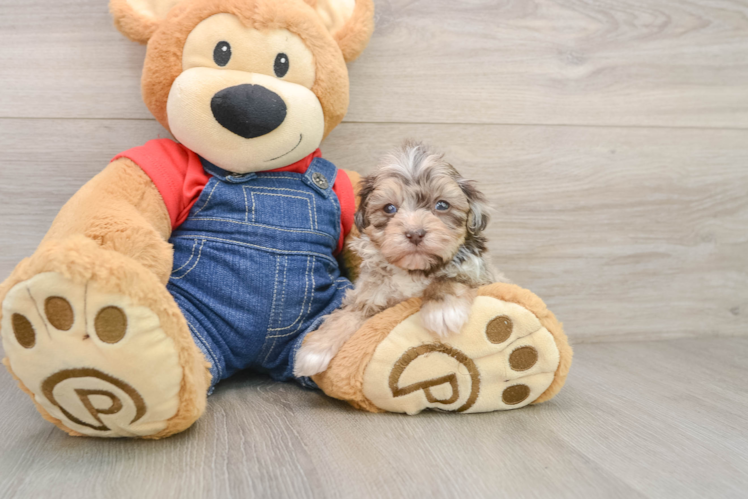 Petite Havapoo Poodle Mix Pup