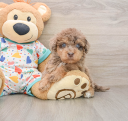 8 week old Havapoo Puppy For Sale - Seaside Pups