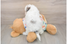 Funny Havapoo Poodle Mix Pup