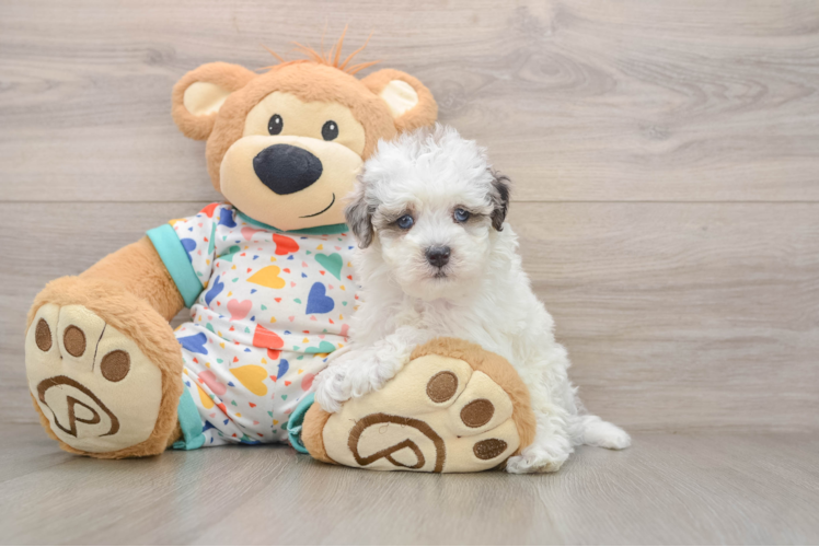 Little Havadoodle Poodle Mix Puppy