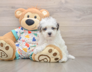7 week old Havapoo Puppy For Sale - Seaside Pups