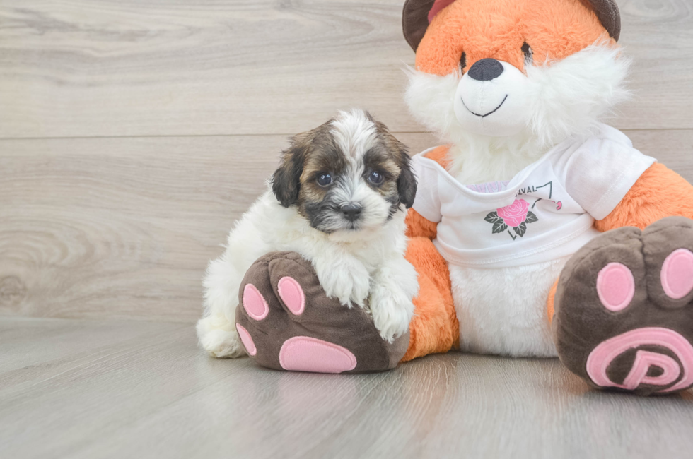 5 week old Havapoo Puppy For Sale - Seaside Pups
