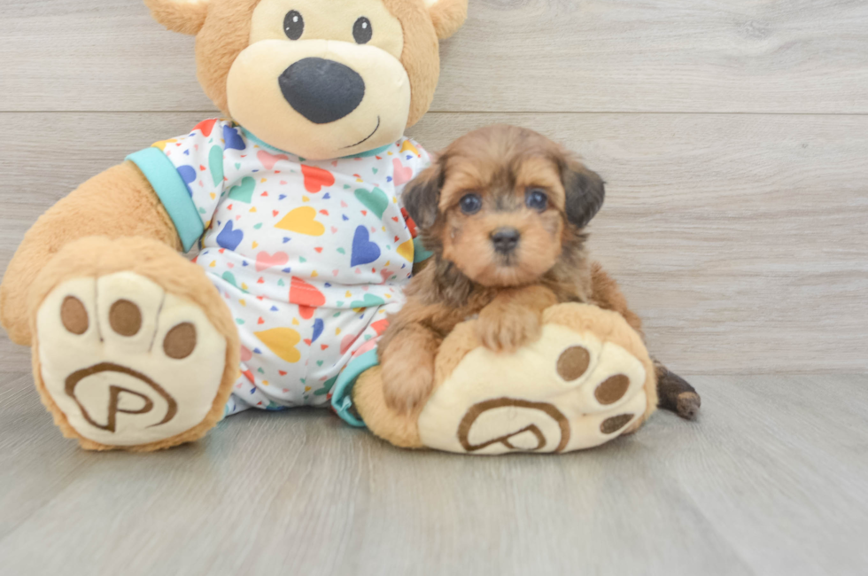 6 week old Havapoo Puppy For Sale - Seaside Pups