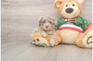 Adorable Havadoodle Poodle Mix Puppy