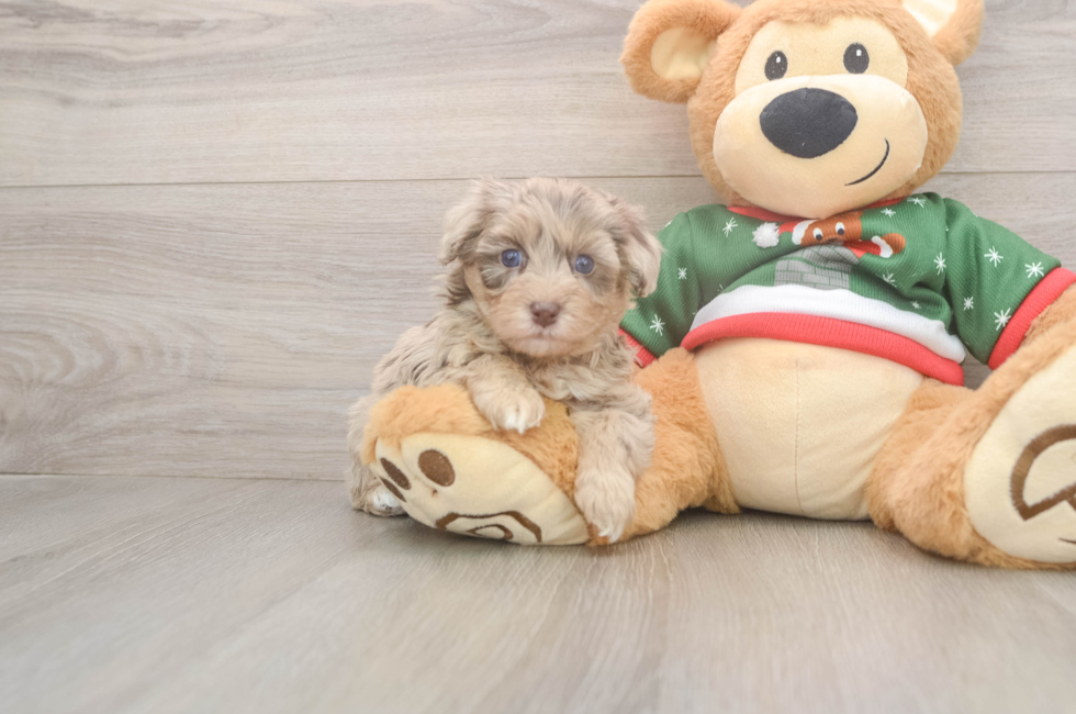 5 week old Havapoo Puppy For Sale - Seaside Pups