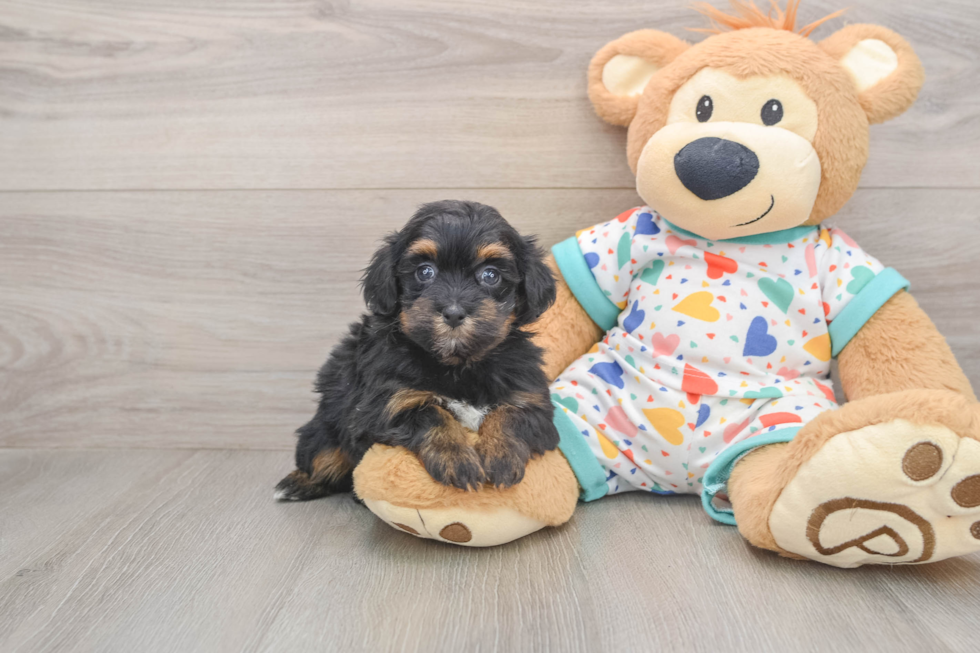 Havapoo Pup Being Cute