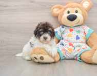 8 week old Havapoo Puppy For Sale - Seaside Pups