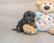 7 week old Havapoo Puppy For Sale - Seaside Pups