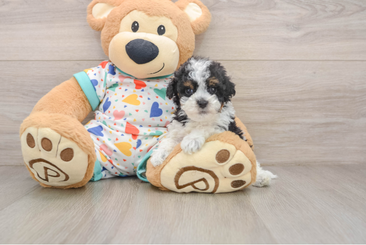 Fluffy Havapoo Poodle Mix Pup