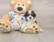 8 week old Havapoo Puppy For Sale - Seaside Pups