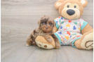 Havapoo Puppy for Adoption