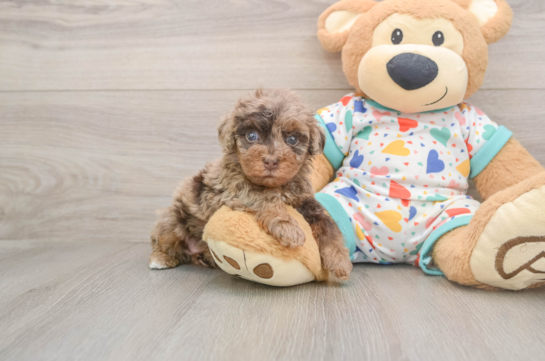 Havapoo Puppy for Adoption