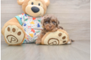 Petite Havapoo Poodle Mix Pup