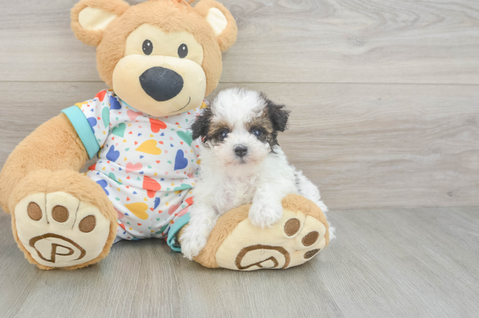 6 week old Havapoo Puppy For Sale - Seaside Pups