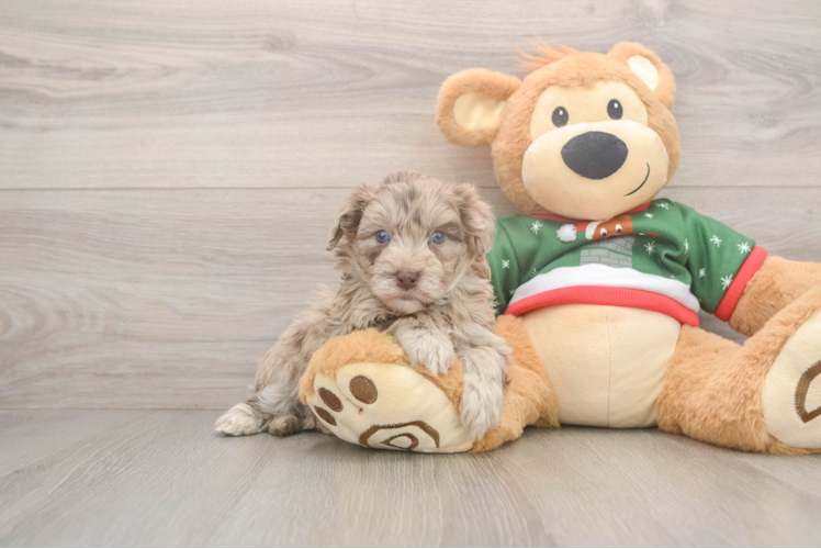 Havapoo Pup Being Cute