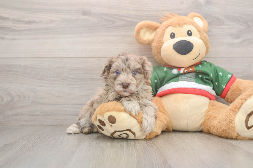 5 week old Havapoo Puppy For Sale - Seaside Pups