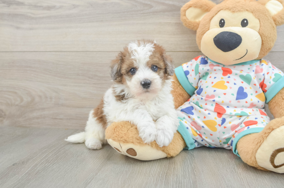 6 week old Havapoo Puppy For Sale - Seaside Pups