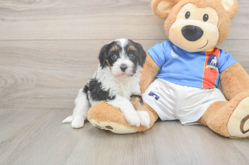 5 week old Havapoo Puppy For Sale - Seaside Pups