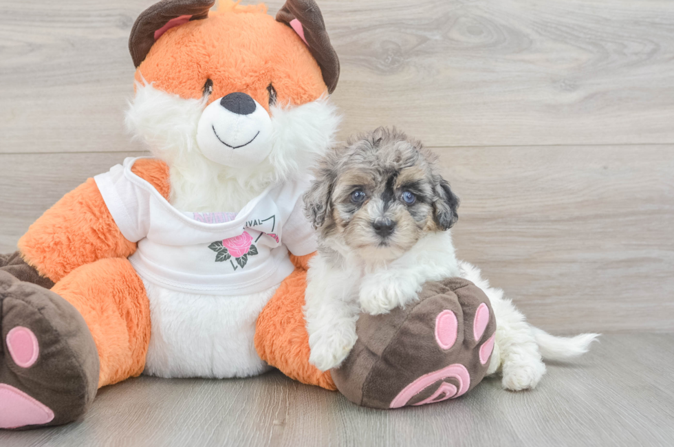 5 week old Havapoo Puppy For Sale - Seaside Pups
