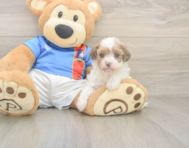 8 week old Havapoo Puppy For Sale - Seaside Pups