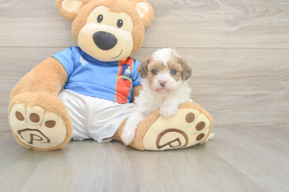 5 week old Havapoo Puppy For Sale - Seaside Pups