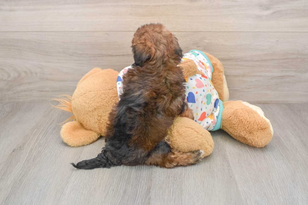 Adorable Havadoodle Poodle Mix Puppy
