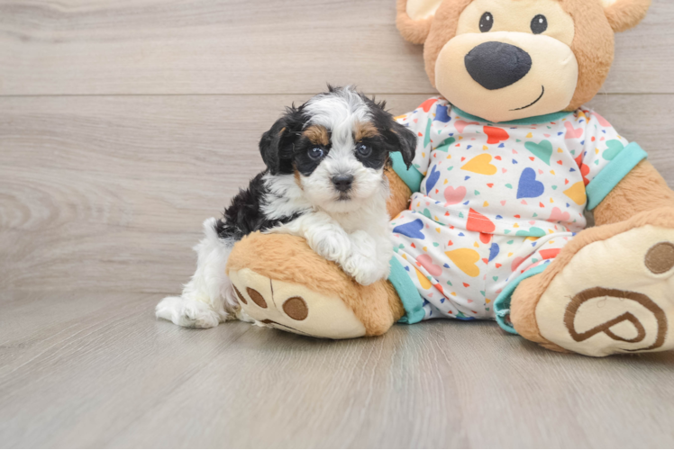 Energetic Havadoodle Poodle Mix Puppy