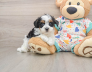 8 week old Havapoo Puppy For Sale - Seaside Pups