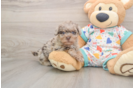 Hypoallergenic Havadoodle Poodle Mix Puppy