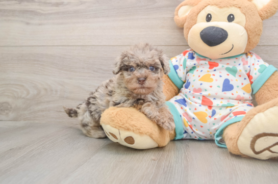 Hypoallergenic Havadoodle Poodle Mix Puppy