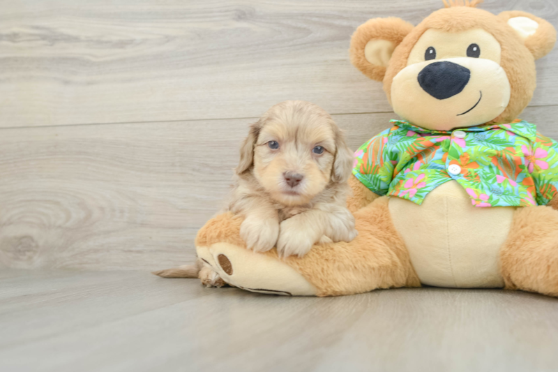 Meet Esteban - our Havapoo Puppy Photo 1/3 - Seaside Pups