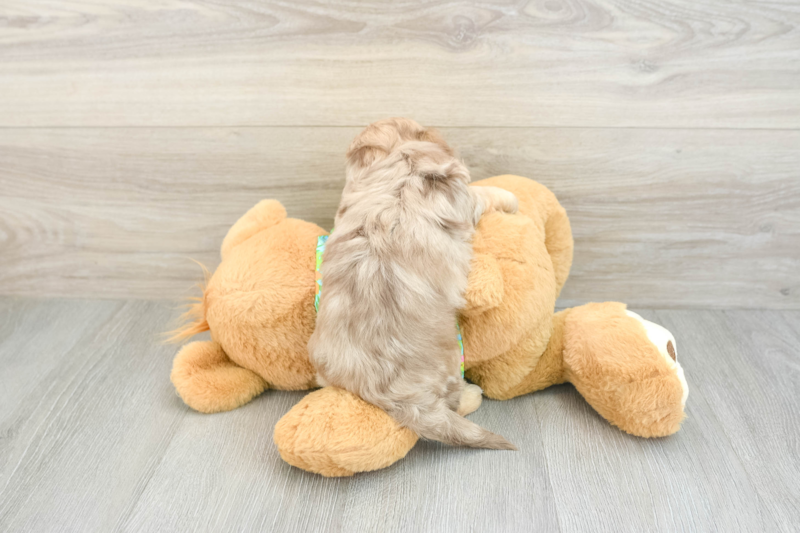 Meet Esteban - our Havapoo Puppy Photo 2/3 - Seaside Pups