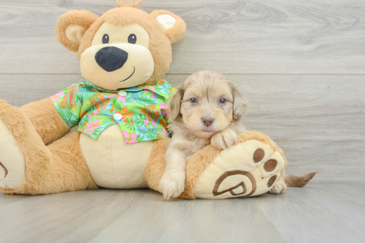 Smart Havapoo Poodle Mix Pup
